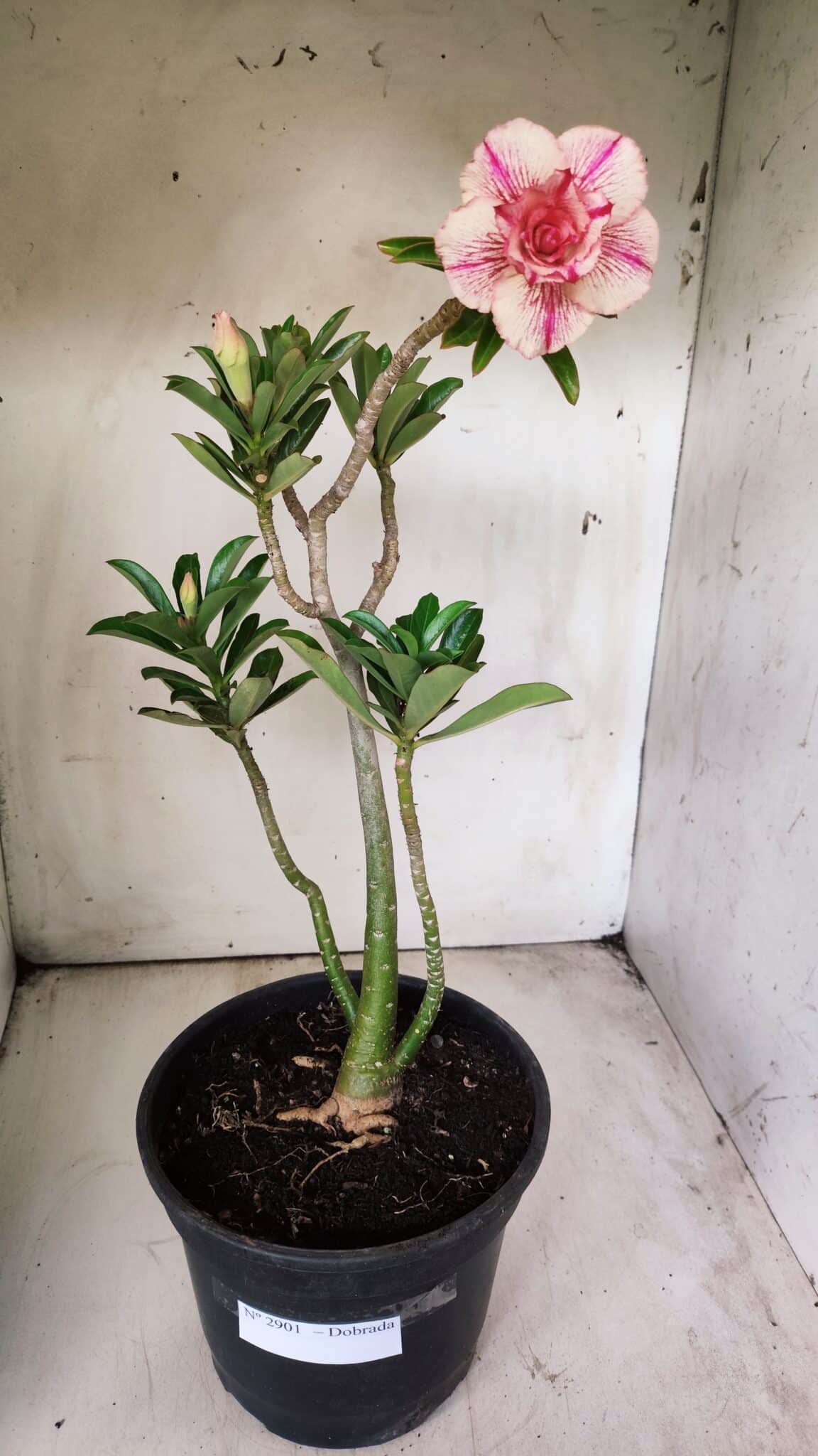 Planta Dobrada 2901 – 45cm – 03 anos