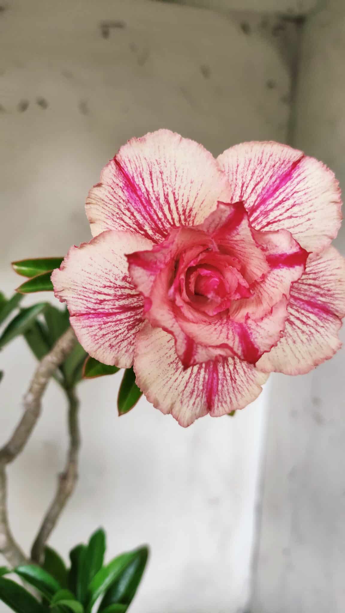 Planta Dobrada 2901 – 45cm – 03 anos
