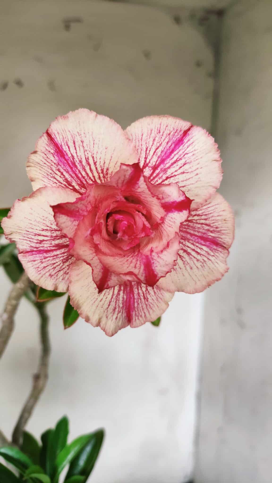 Planta Dobrada 2901 – 45cm – 03 anos
