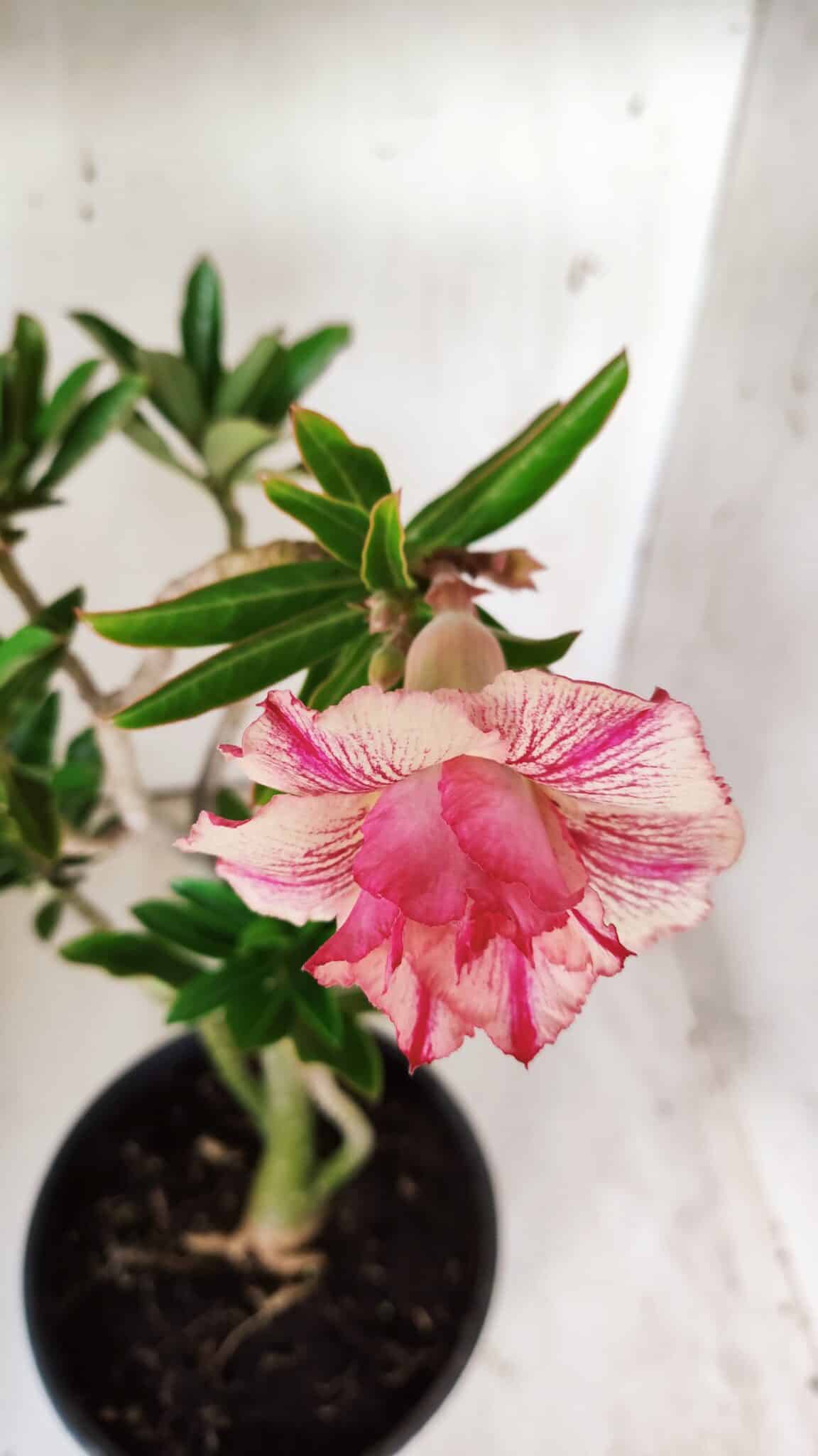 Planta Dobrada 2901 – 45cm – 03 anos