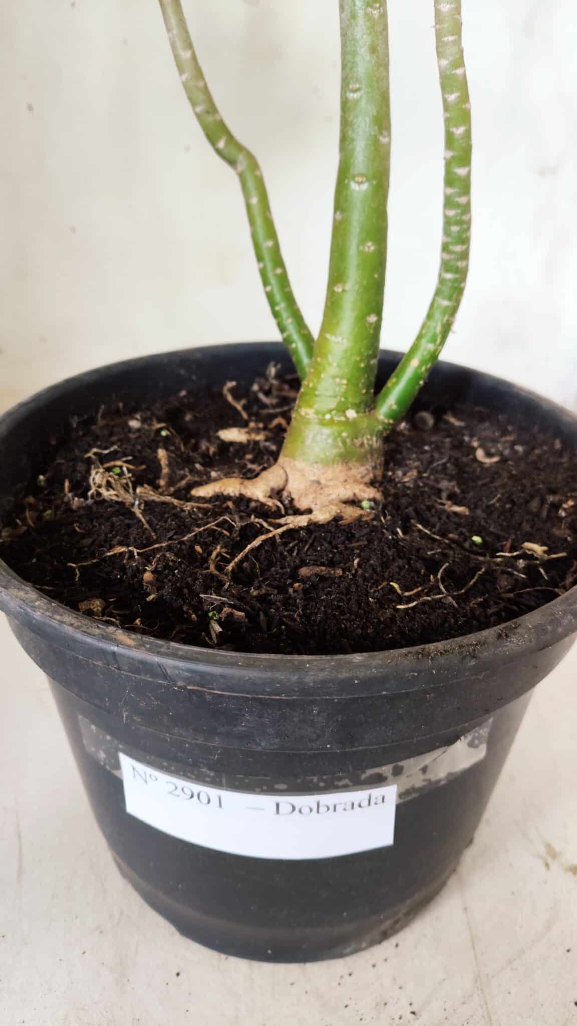 Planta Dobrada 2901 – 45cm – 03 anos