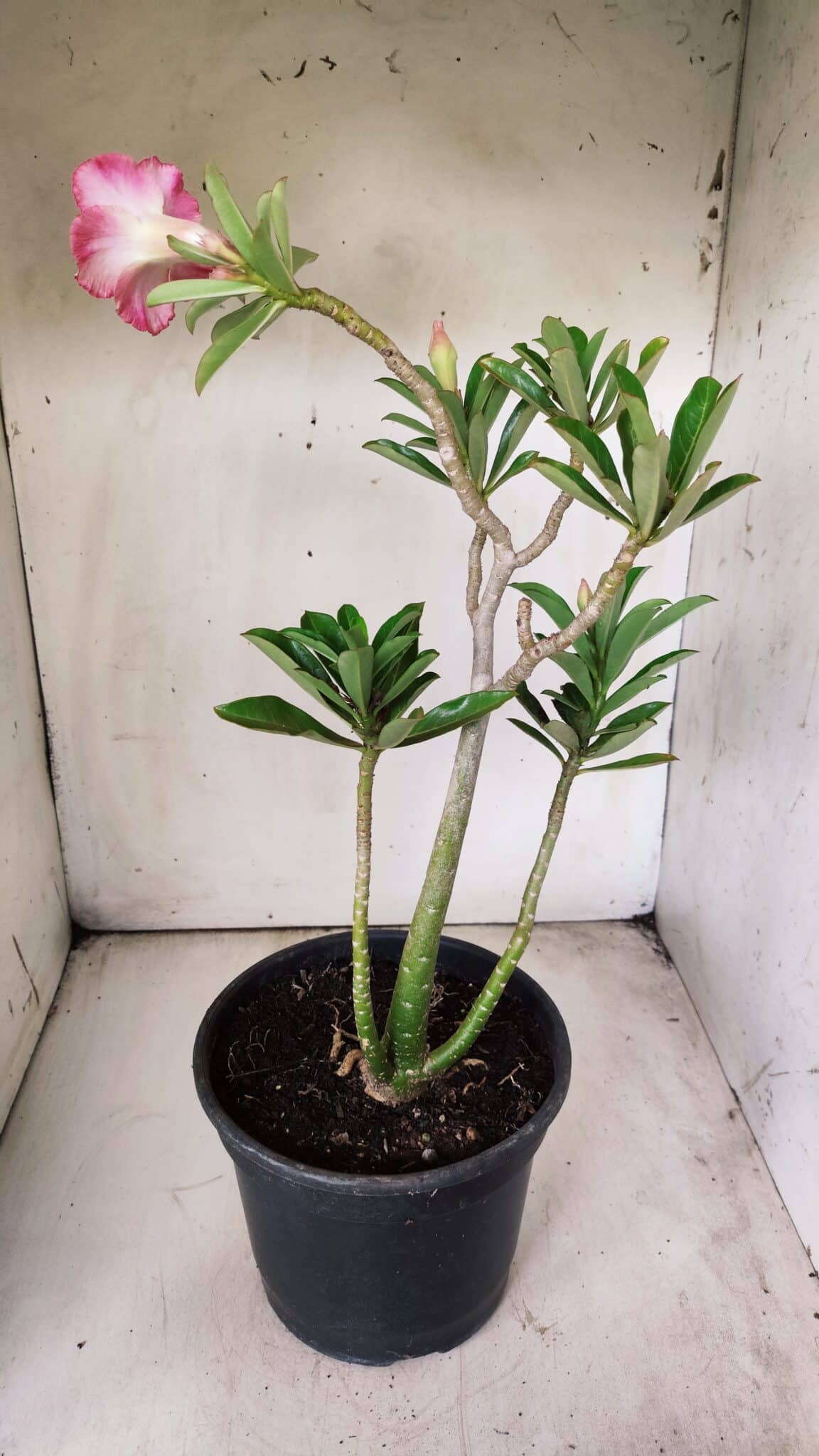 Planta Dobrada 2901 – 45cm – 03 anos