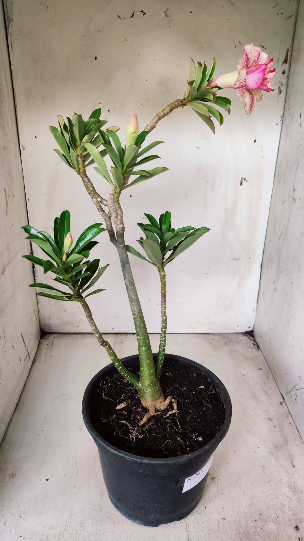 Planta Dobrada 2901 – 45cm – 03 anos