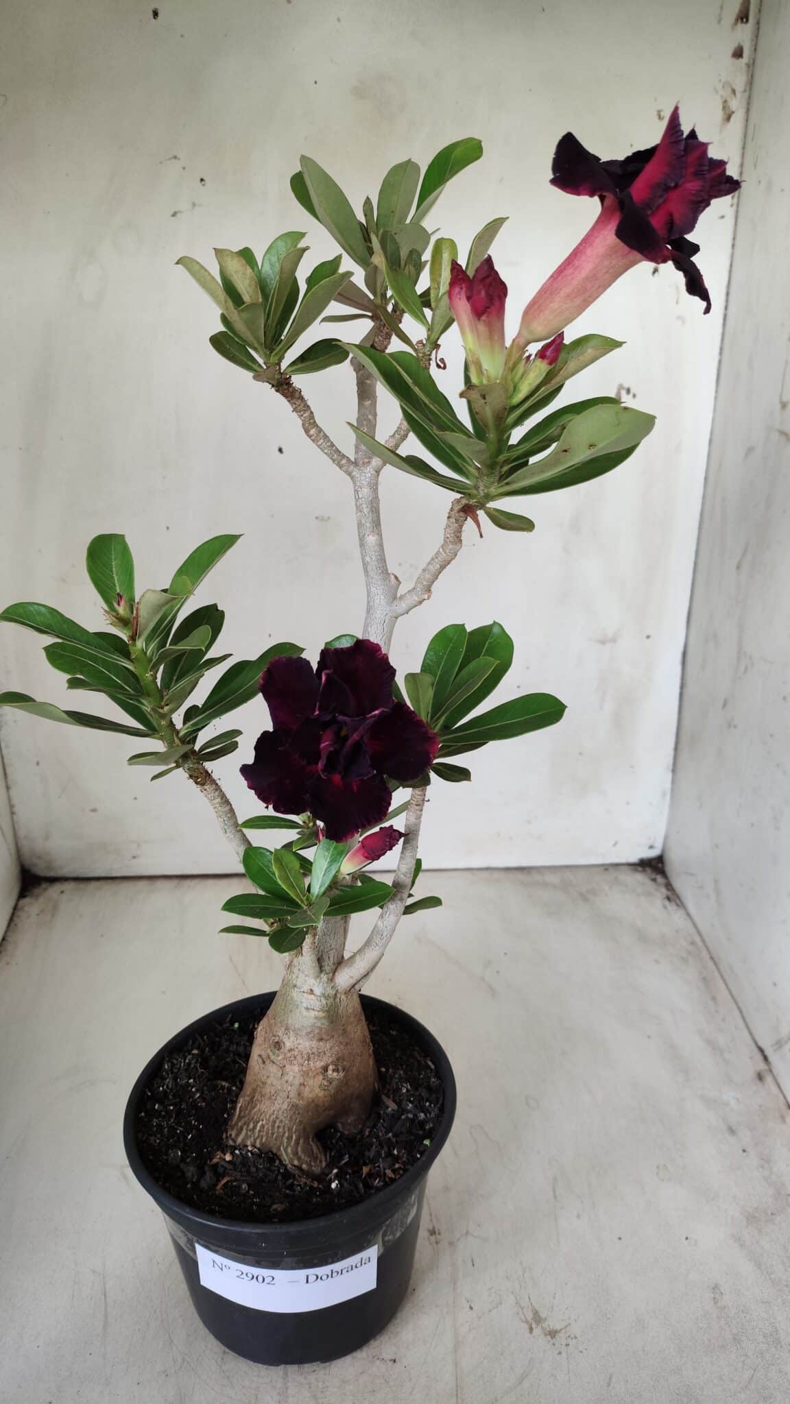 Planta Dobrada 2902 – 40cm – 03 anos