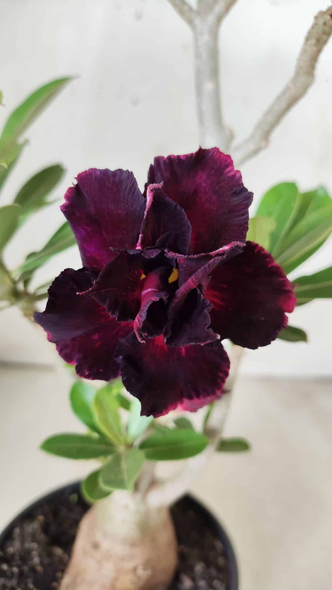 Planta Dobrada 2902 – 40cm – 03 anos