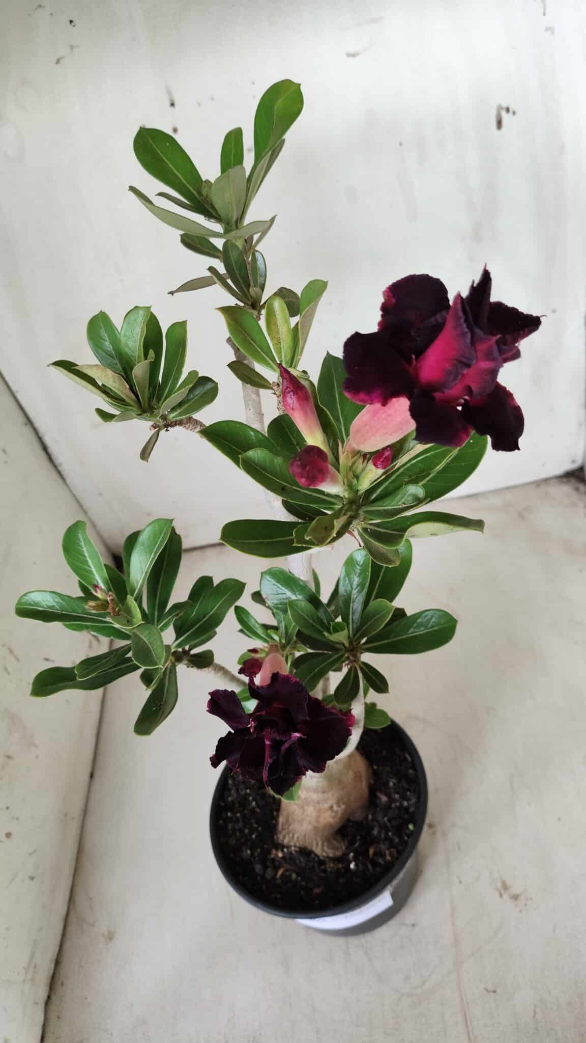 Planta Dobrada 2902 – 40cm – 03 anos