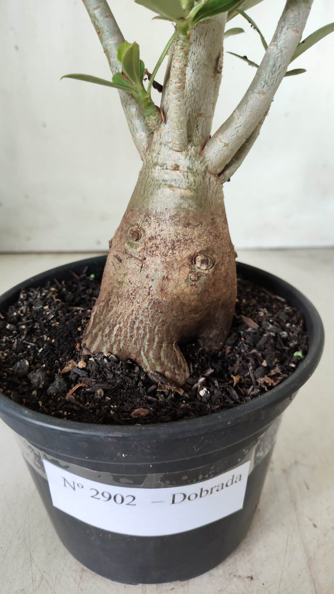 Planta Dobrada 2902 – 40cm – 03 anos