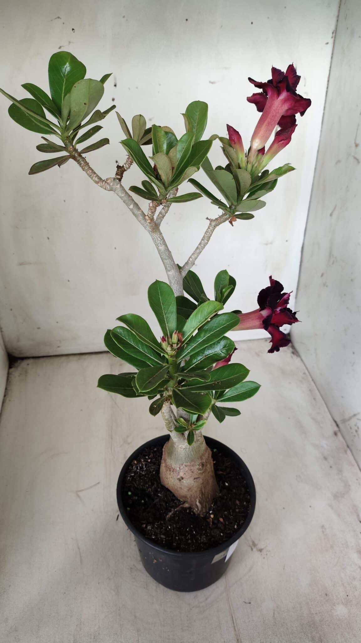 Planta Dobrada 2902 – 40cm – 03 anos