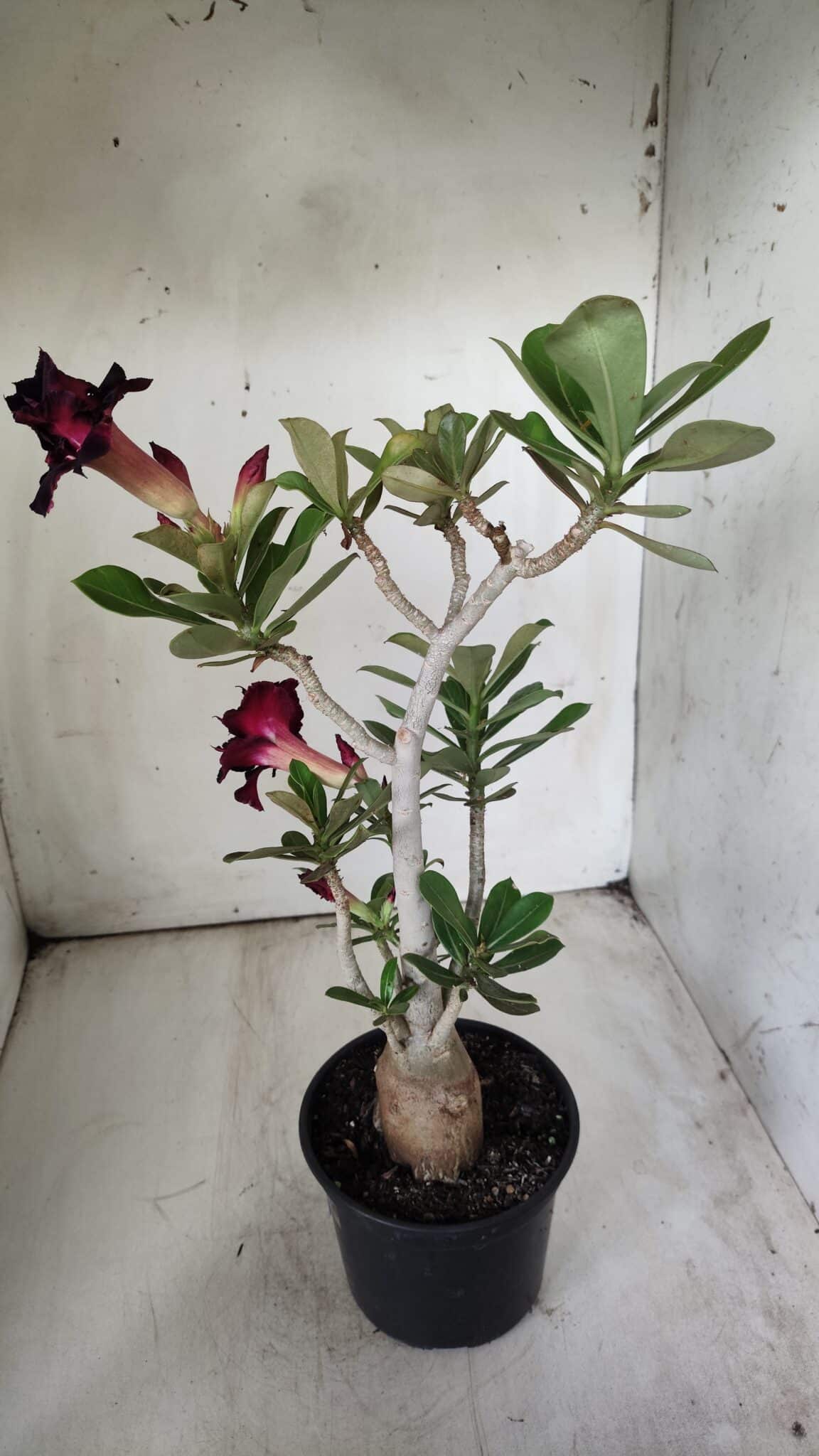 Planta Dobrada 2902 – 40cm – 03 anos
