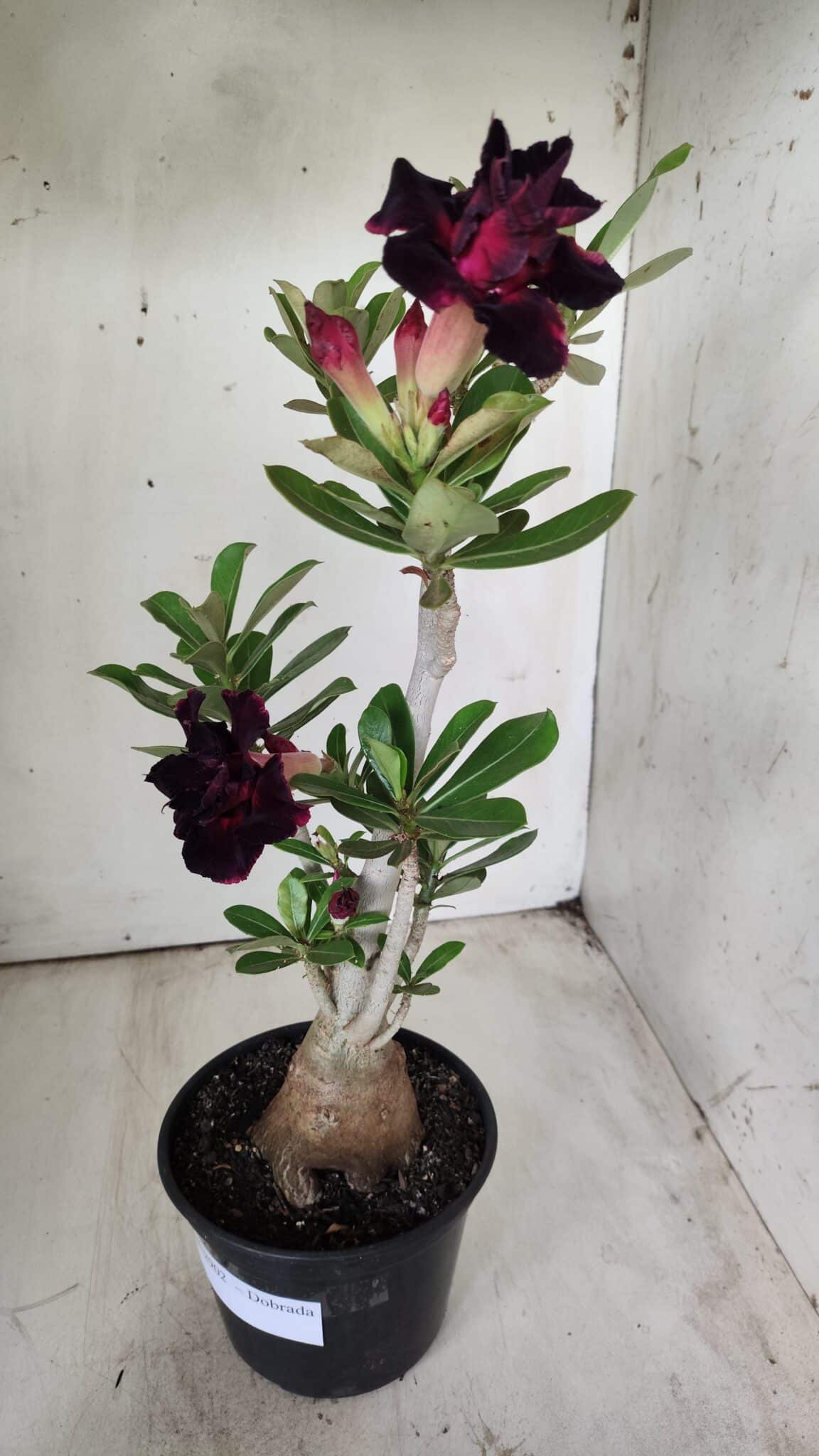 Planta Dobrada 2902 – 40cm – 03 anos