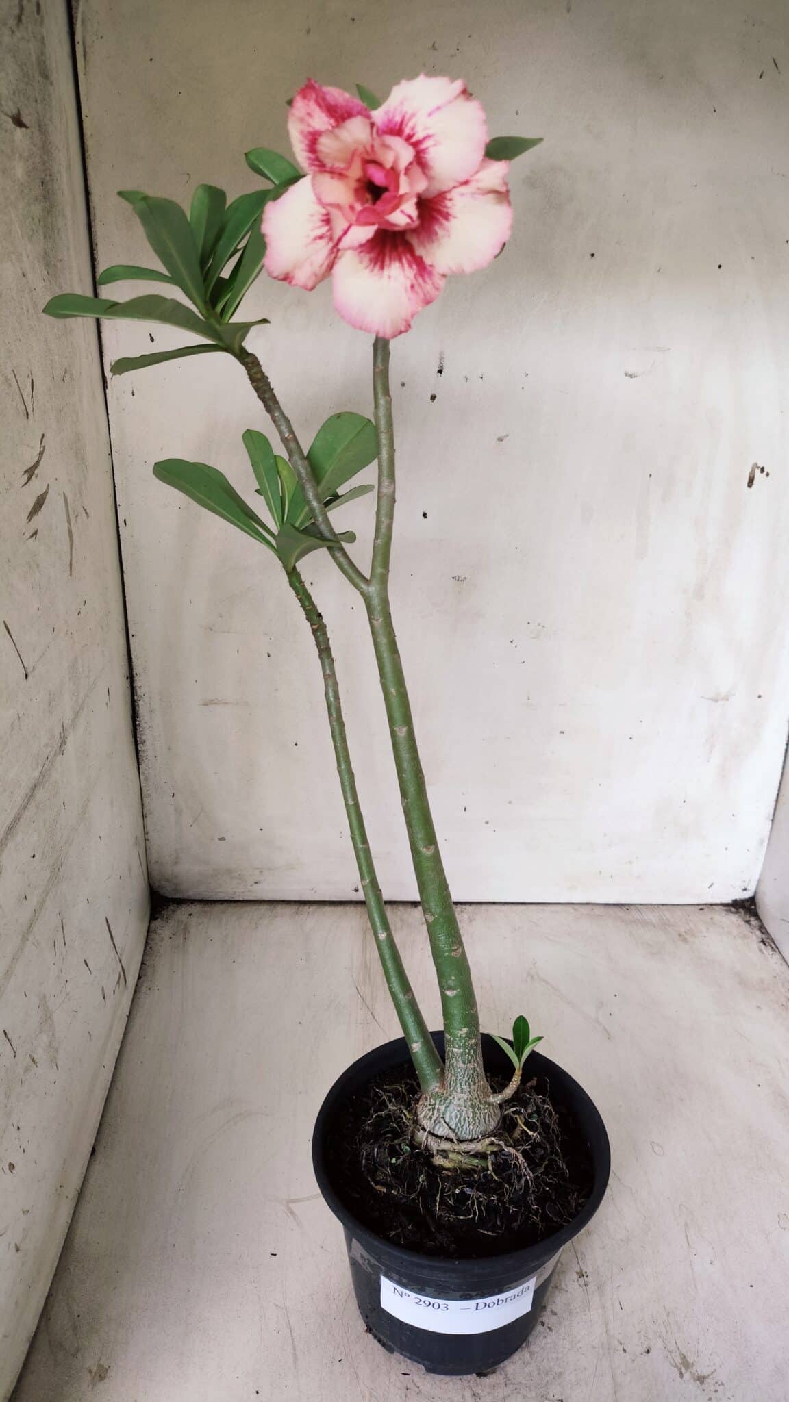 Planta Dobrada 2903 – 35cm – 03 anos