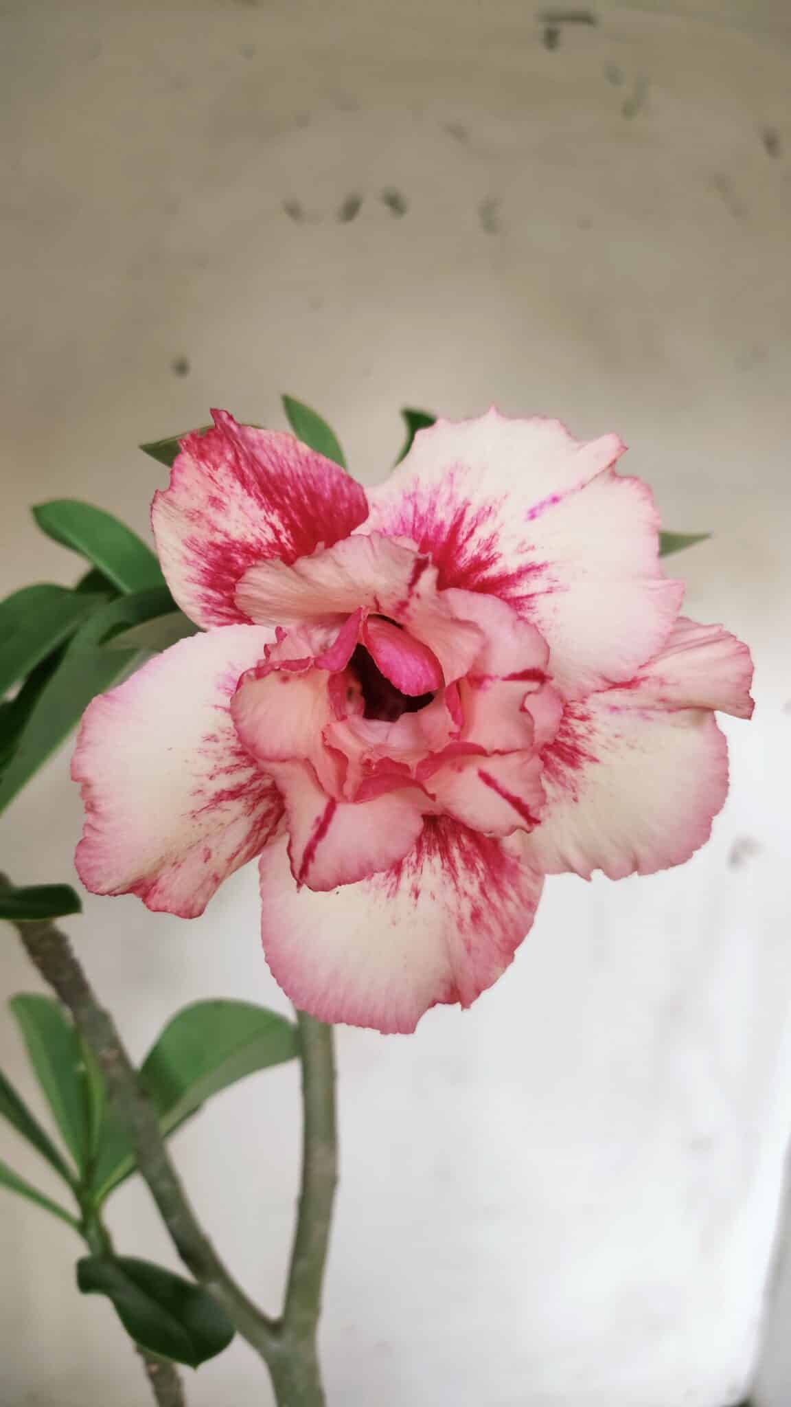 Planta Dobrada 2903 – 35cm – 03 anos