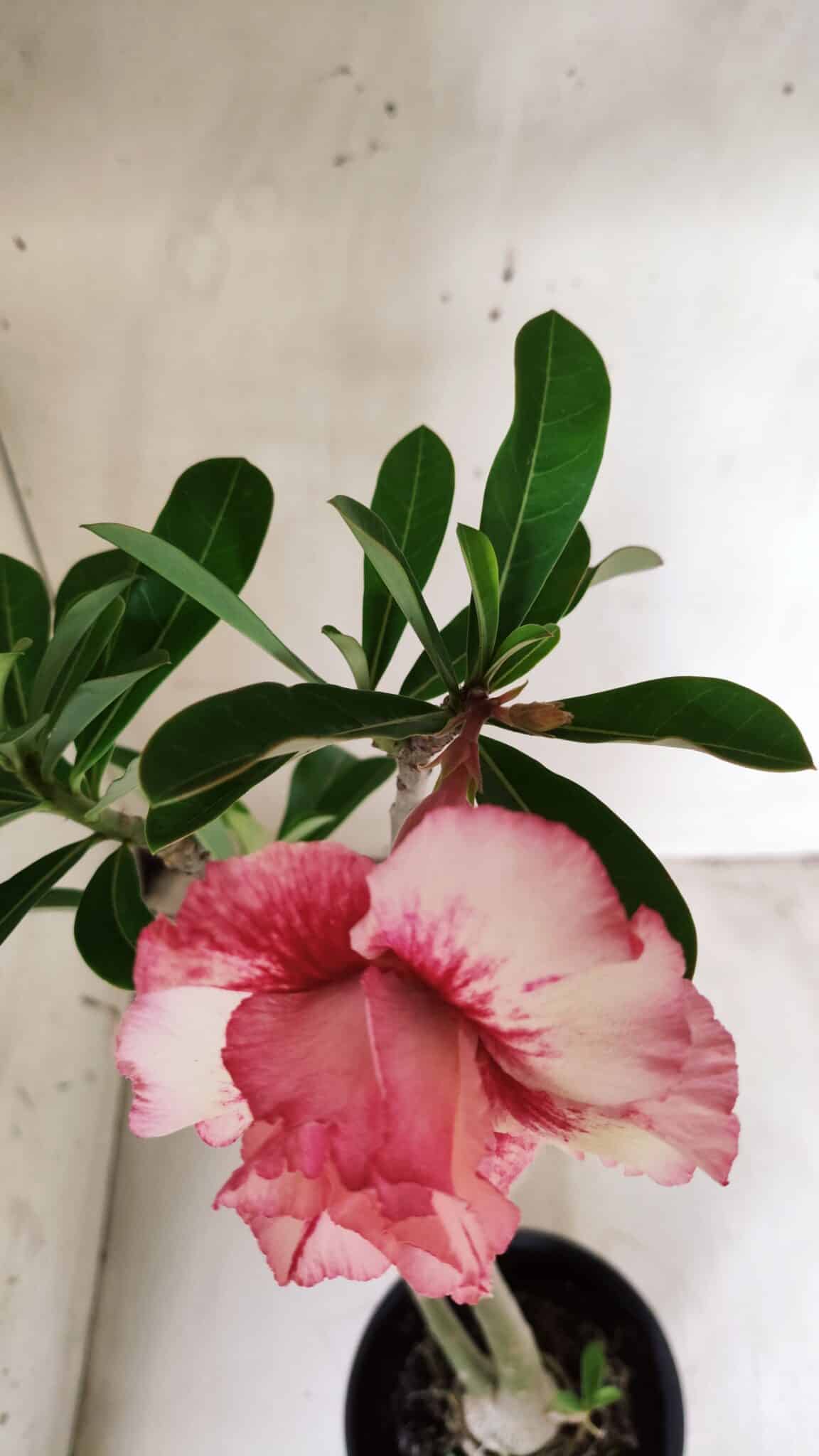 Planta Dobrada 2903 – 35cm – 03 anos