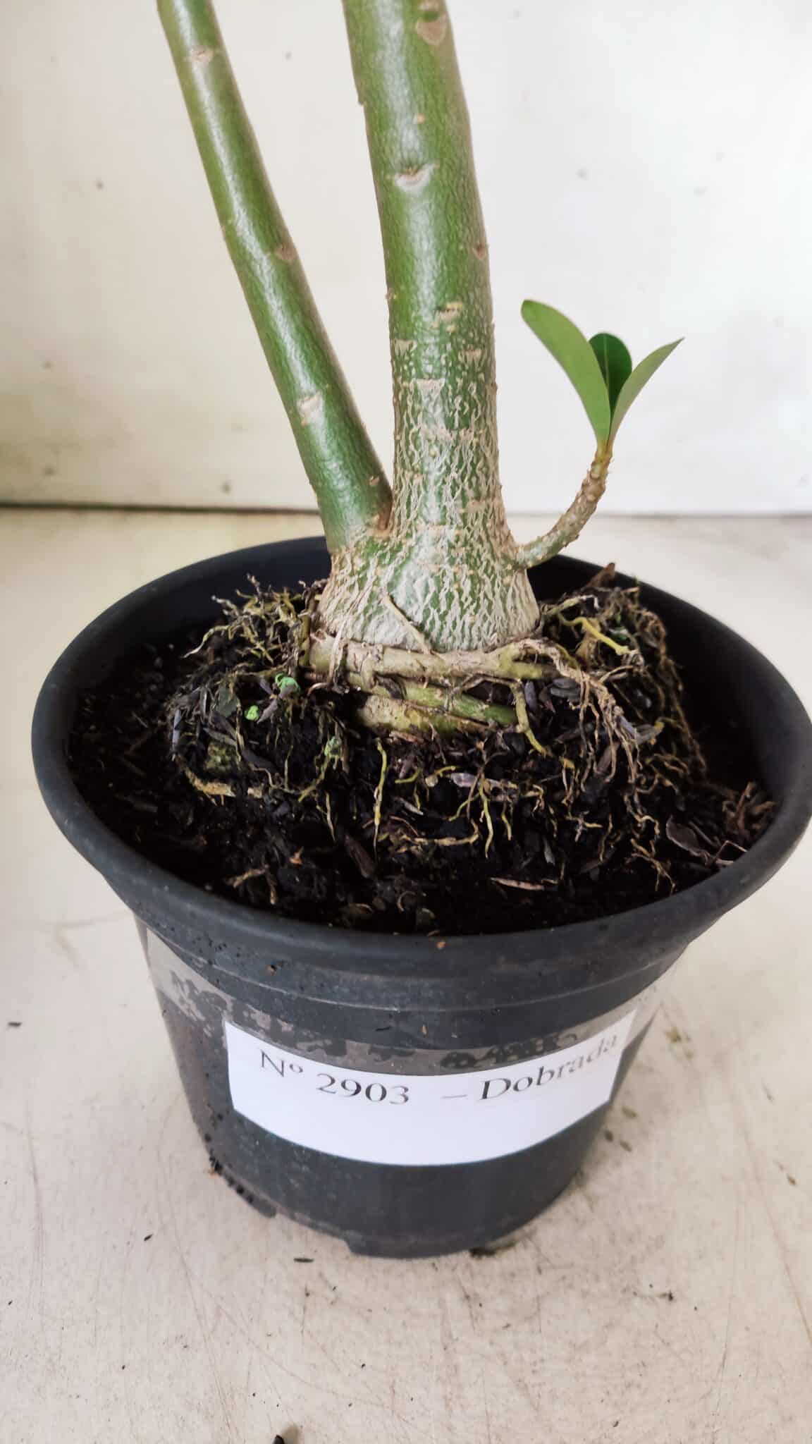 Planta Dobrada 2903 – 35cm – 03 anos
