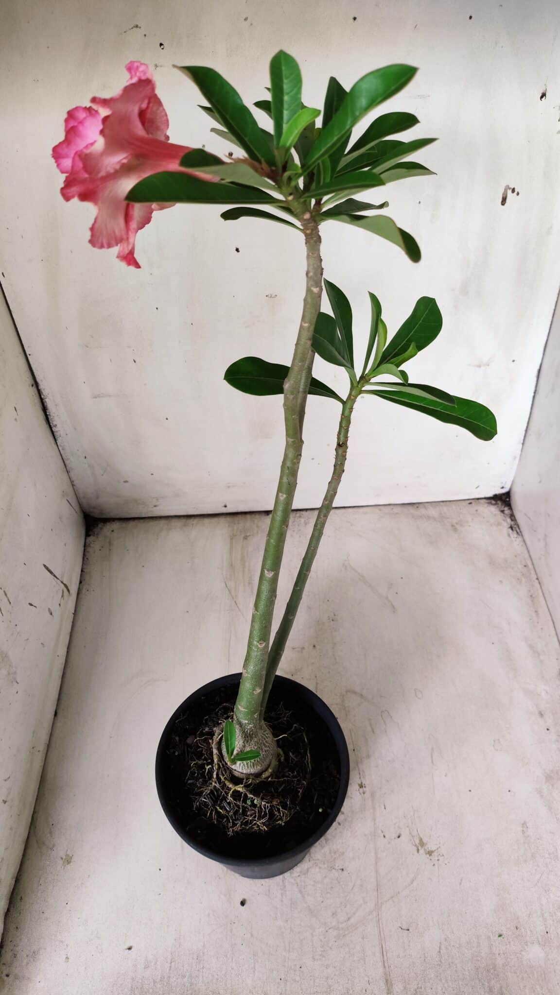 Planta Dobrada 2903 – 35cm – 03 anos