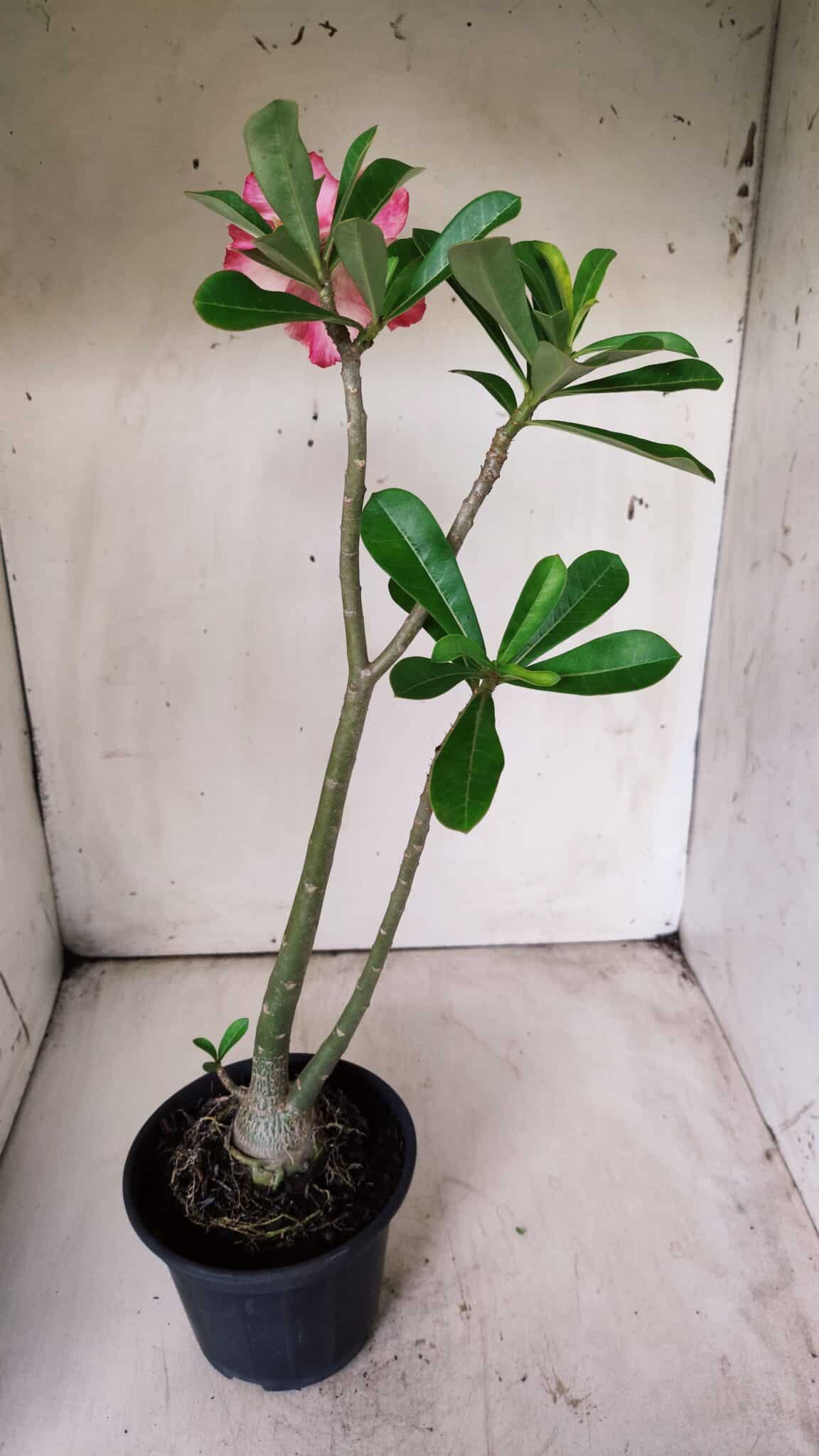 Planta Dobrada 2903 – 35cm – 03 anos