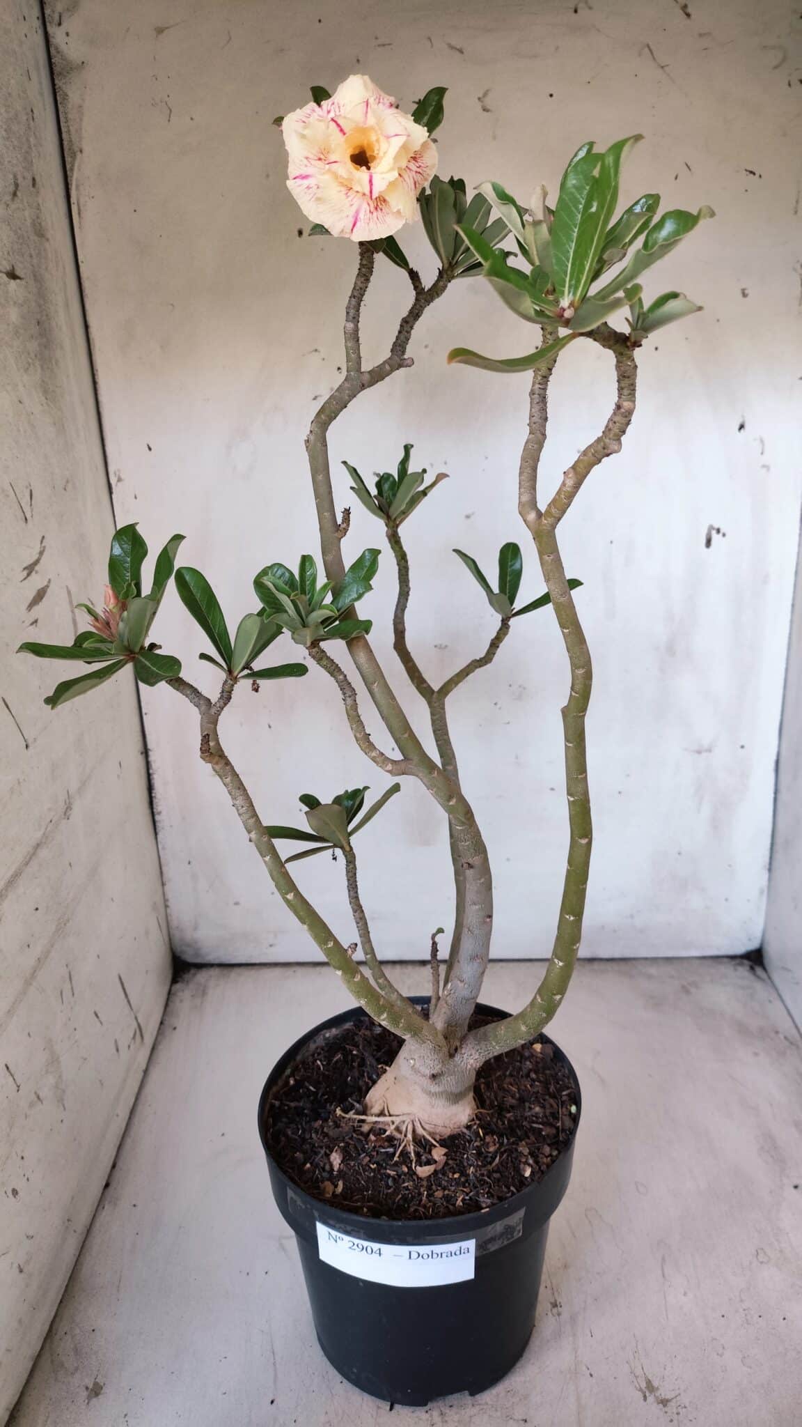 Planta Dobrada 2904 – 55cm – 05 anos