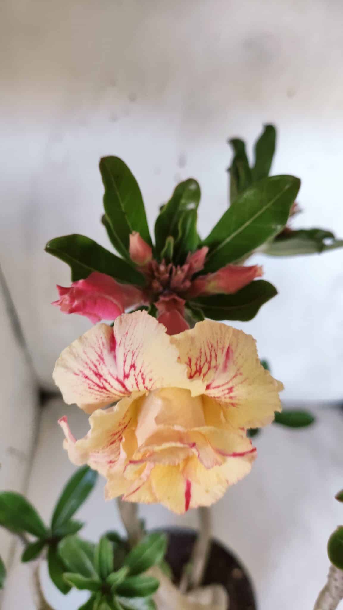 Planta Dobrada 2904 – 55cm – 05 anos