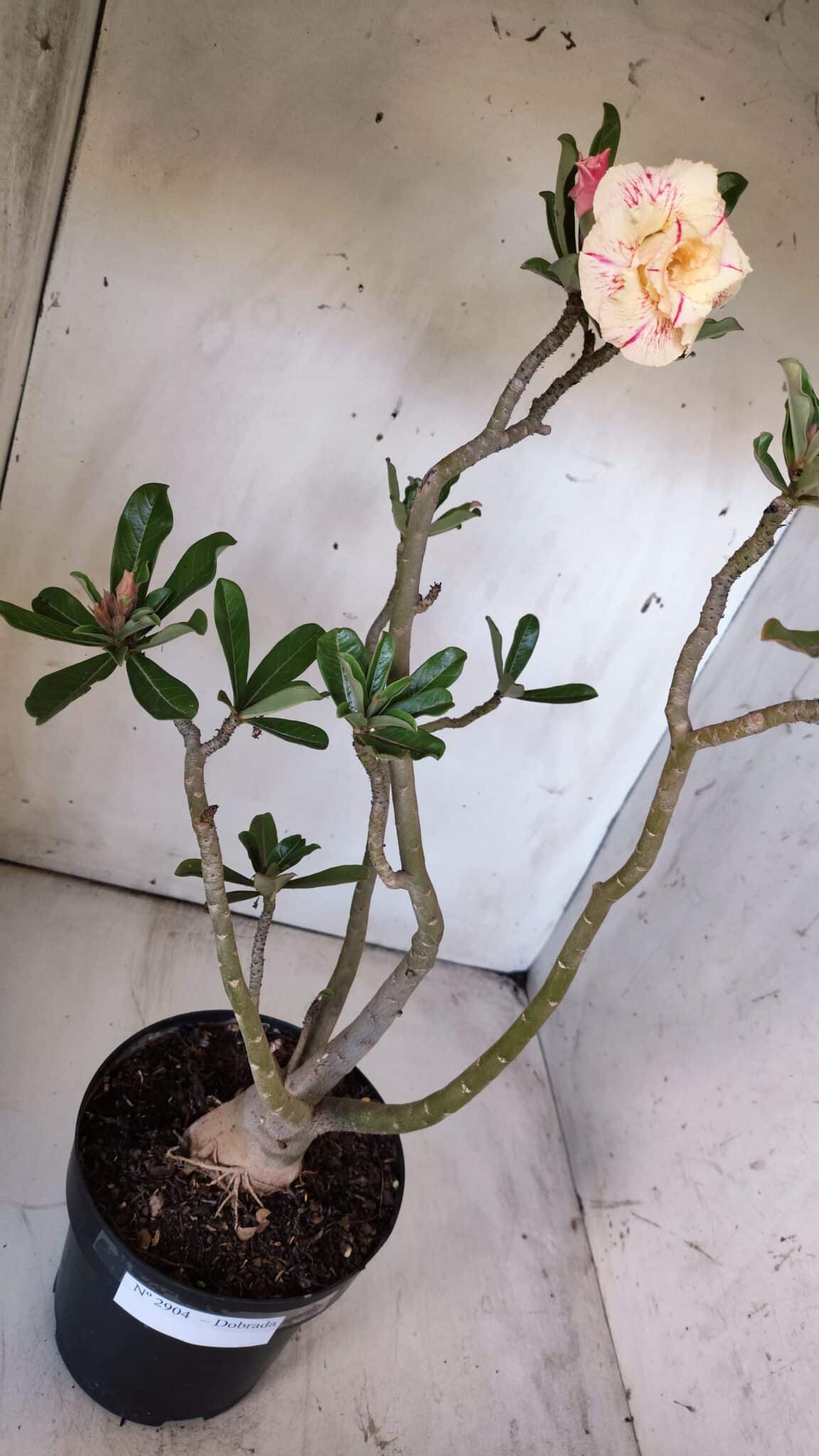 Planta Dobrada 2904 – 55cm – 05 anos