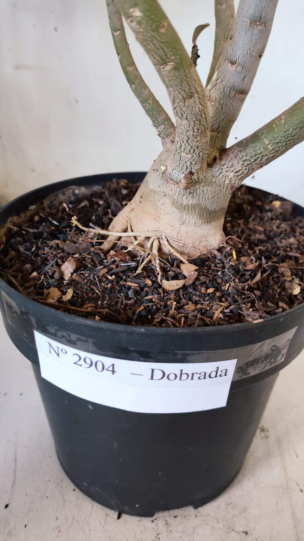 Planta Dobrada 2904 – 55cm – 05 anos