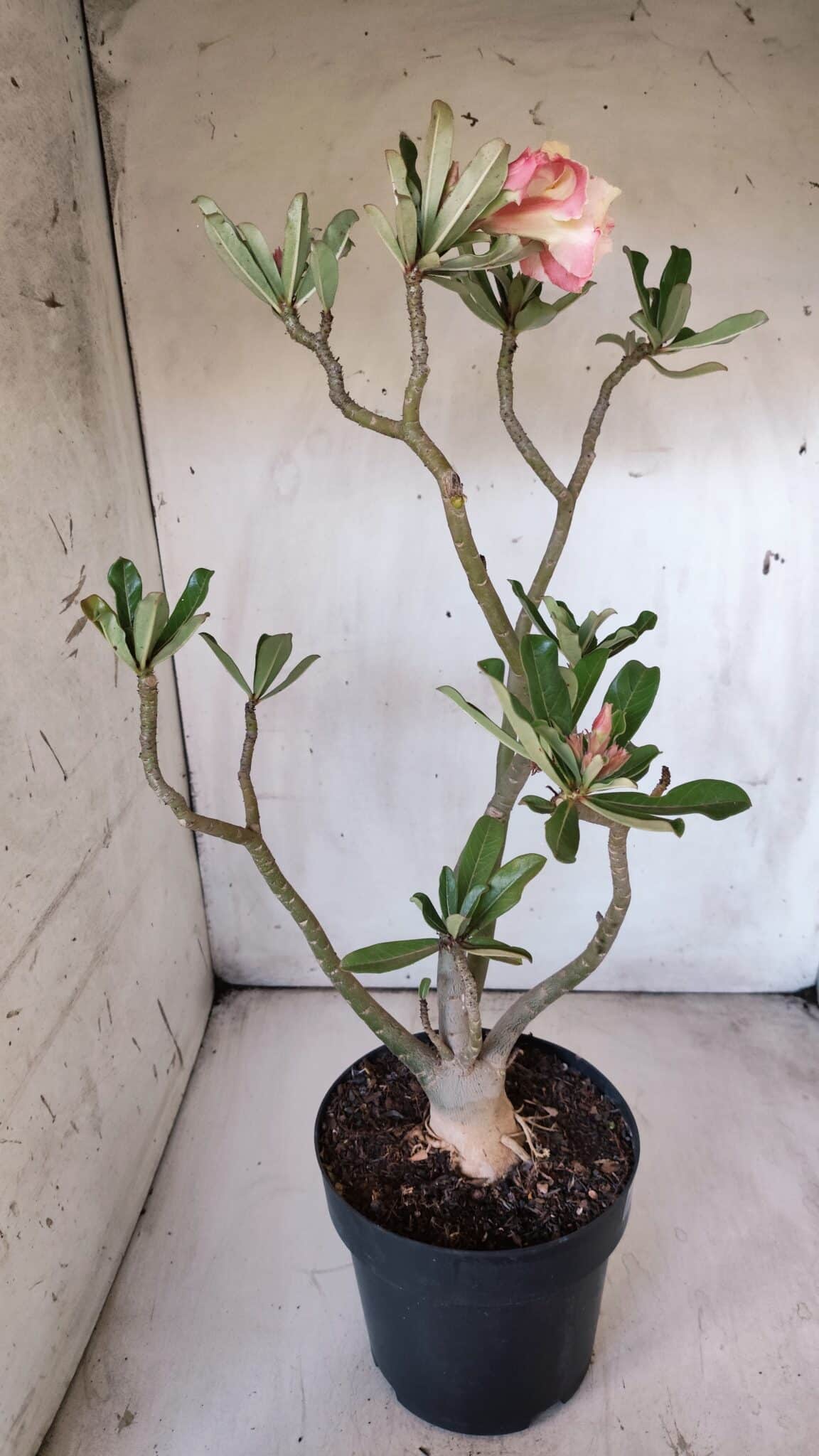 Planta Dobrada 2904 – 55cm – 05 anos