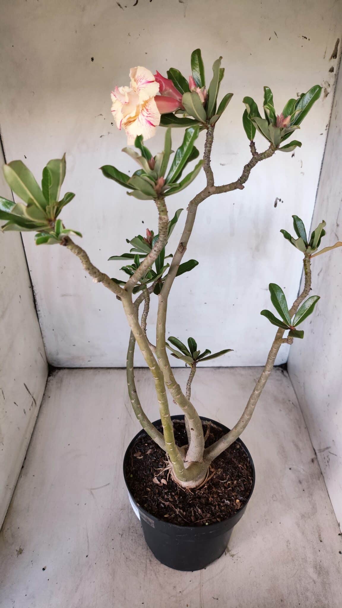 Planta Dobrada 2904 – 55cm – 05 anos