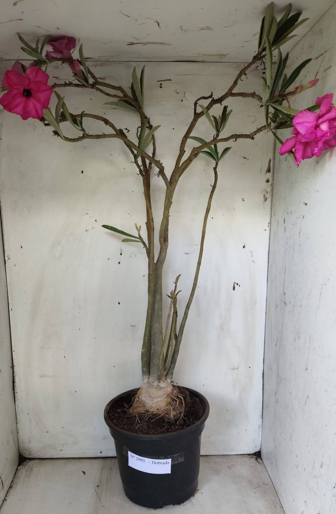 Planta Dobrada 2905 – 65cm – 05 anos