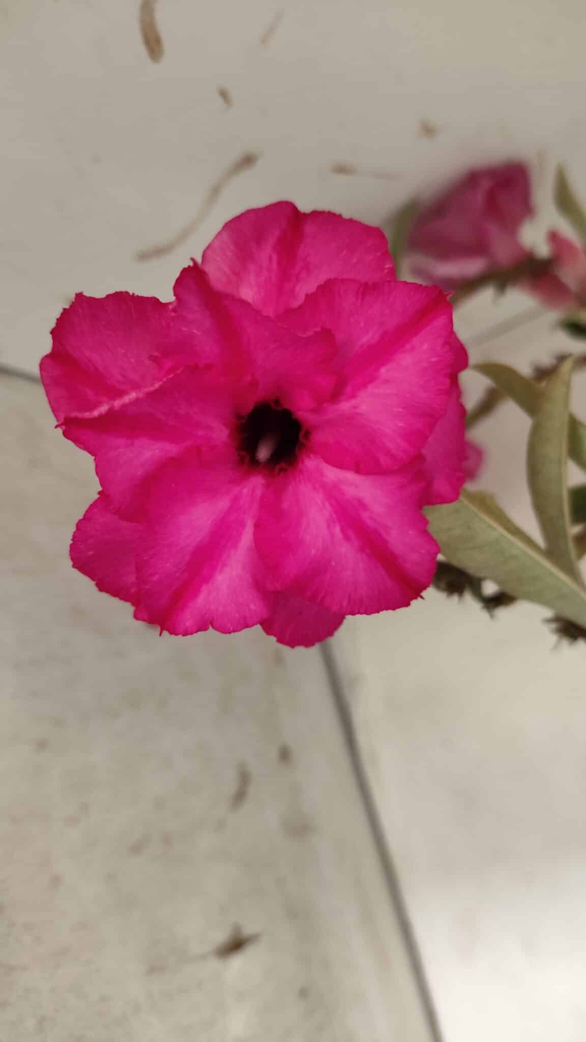 Planta Dobrada 2905 – 65cm – 05 anos