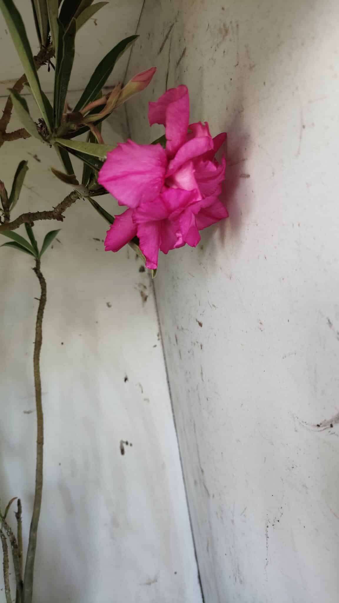 Planta Dobrada 2905 – 65cm – 05 anos