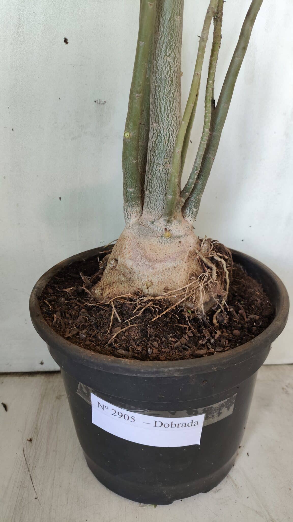 Planta Dobrada 2905 – 65cm – 05 anos