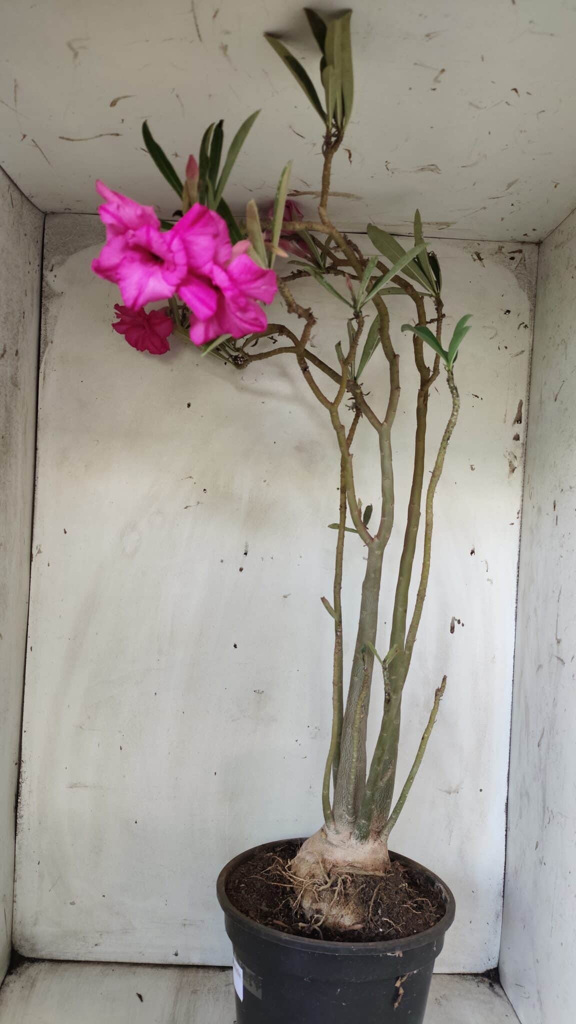 Planta Dobrada 2905 – 65cm – 05 anos