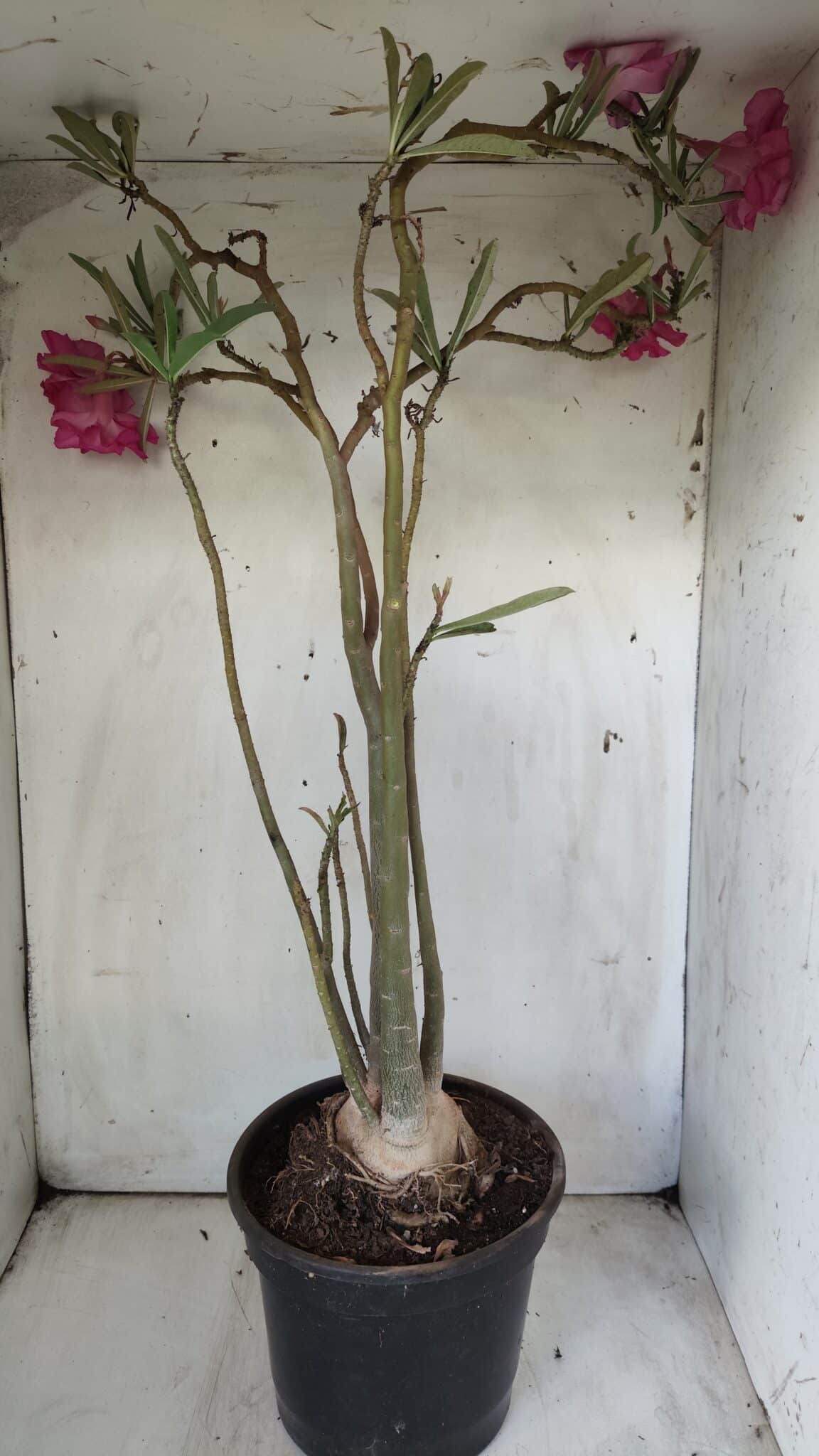 Planta Dobrada 2905 – 65cm – 05 anos