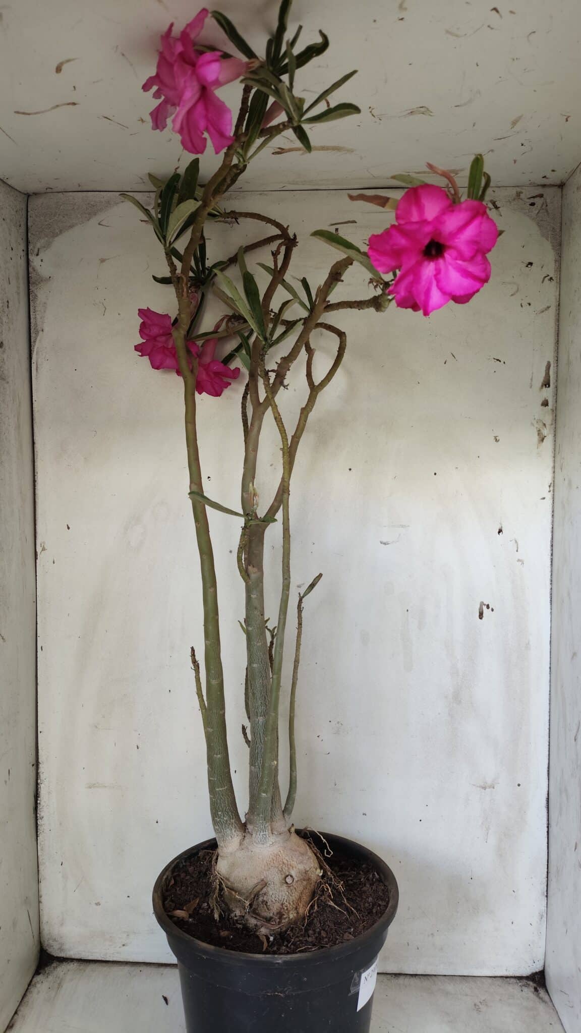 Planta Dobrada 2905 – 65cm – 05 anos