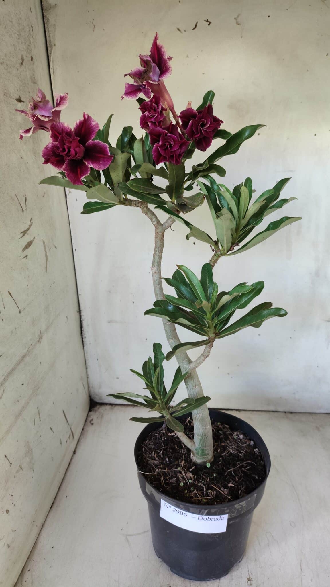 Planta Dobrada 2906 – 45cm – 03 anos