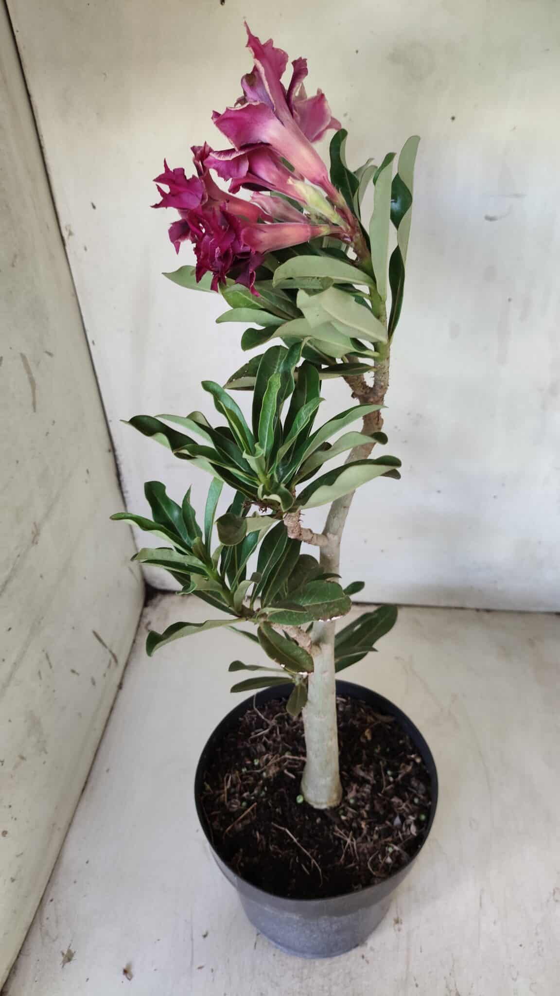 Planta Dobrada 2906 – 45cm – 03 anos