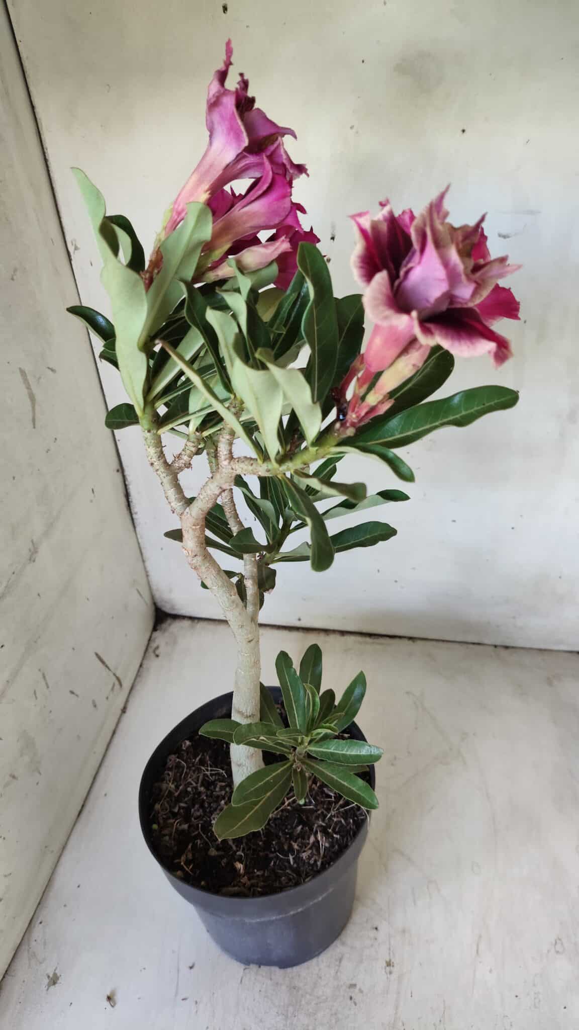 Planta Dobrada 2906 – 45cm – 03 anos