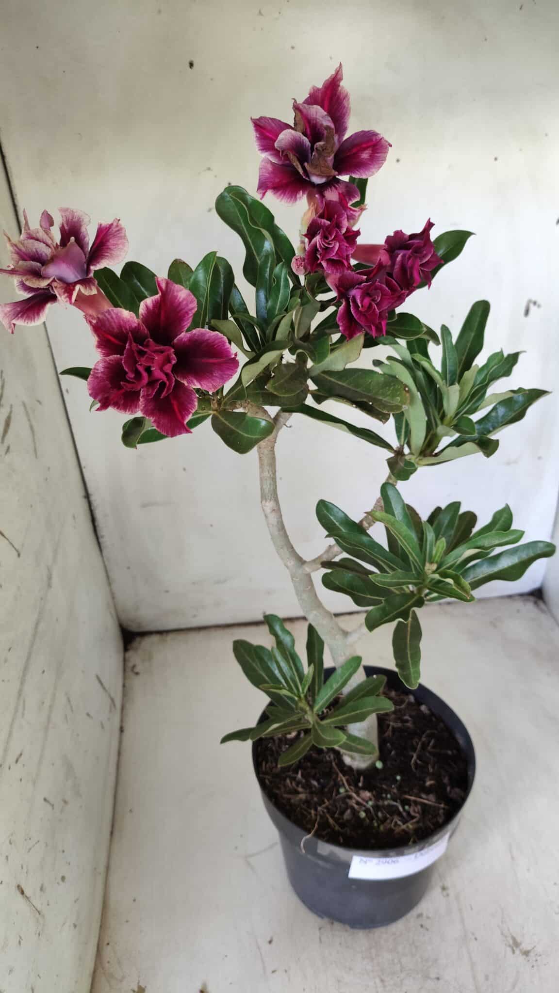 Planta Dobrada 2906 – 45cm – 03 anos
