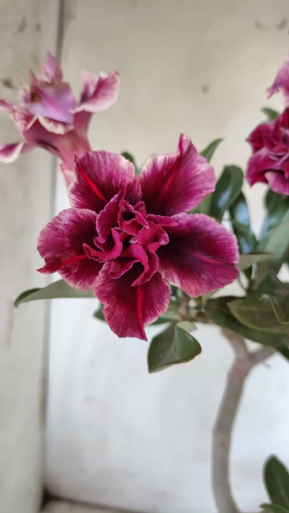 Planta Dobrada 2906 – 45cm – 03 anos