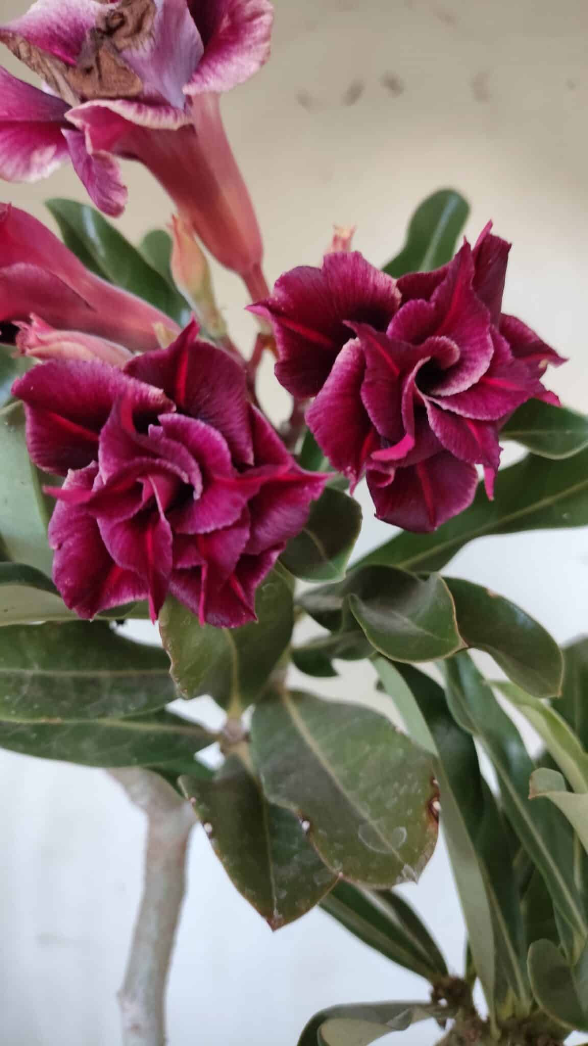 Planta Dobrada 2906 – 45cm – 03 anos