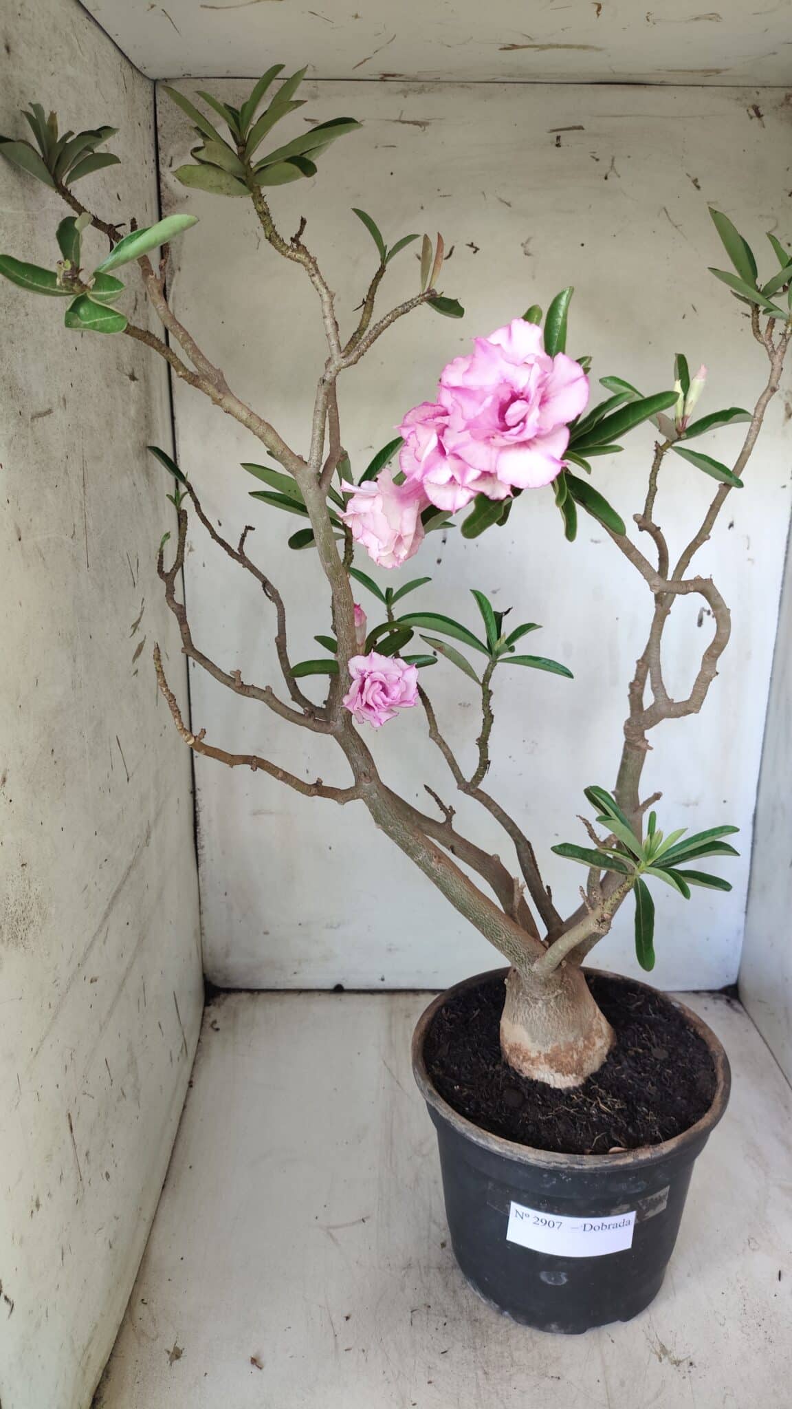 Planta Dobrada 2907 – 45cm – 05 anos