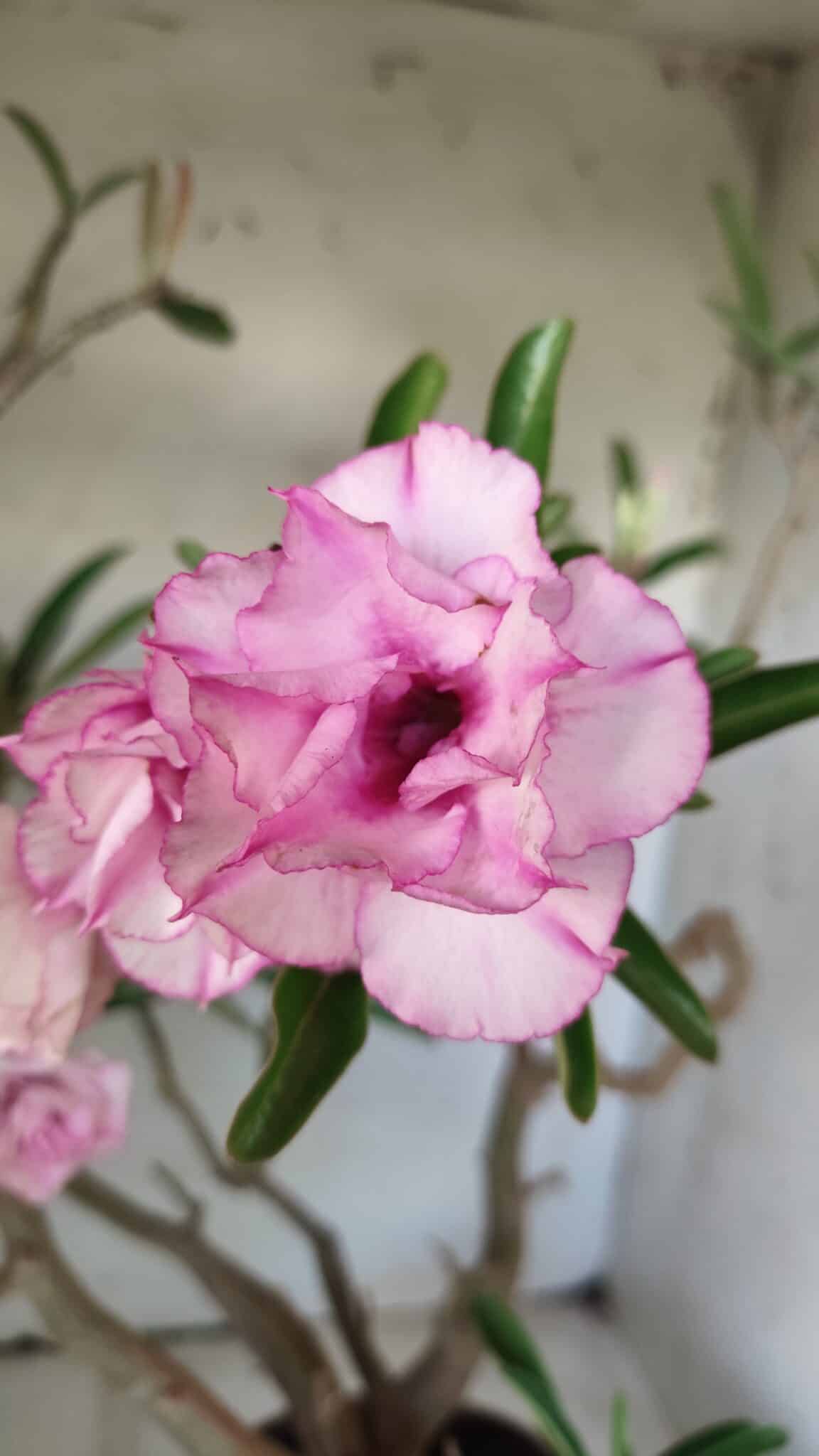 Planta Dobrada 2907 – 45cm – 05 anos