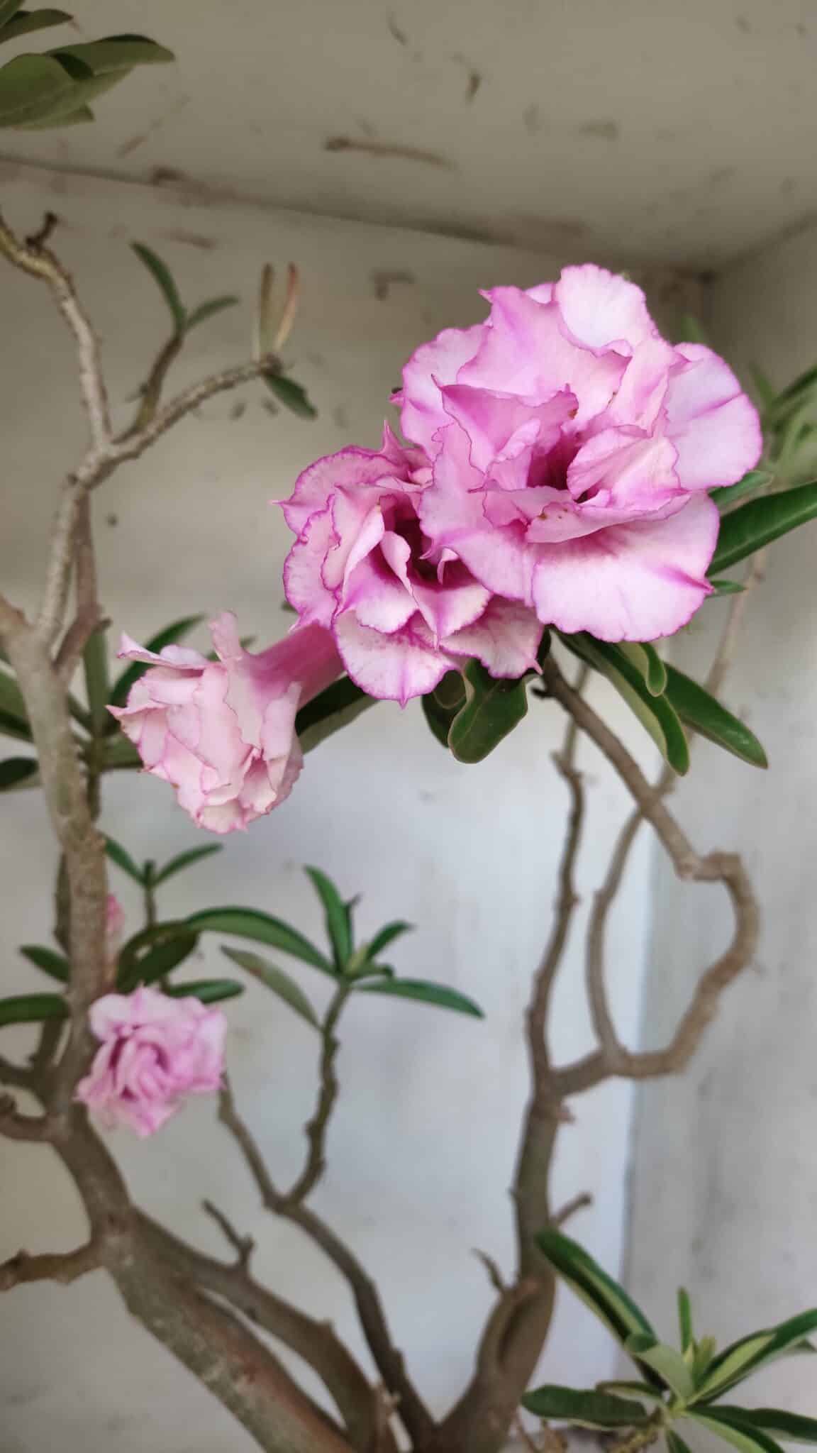Planta Dobrada 2907 – 45cm – 05 anos