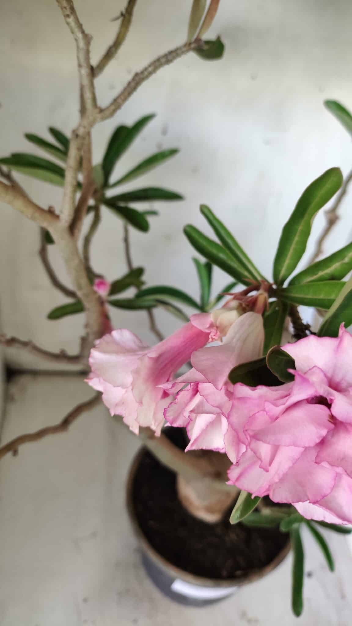 Planta Dobrada 2907 – 45cm – 05 anos