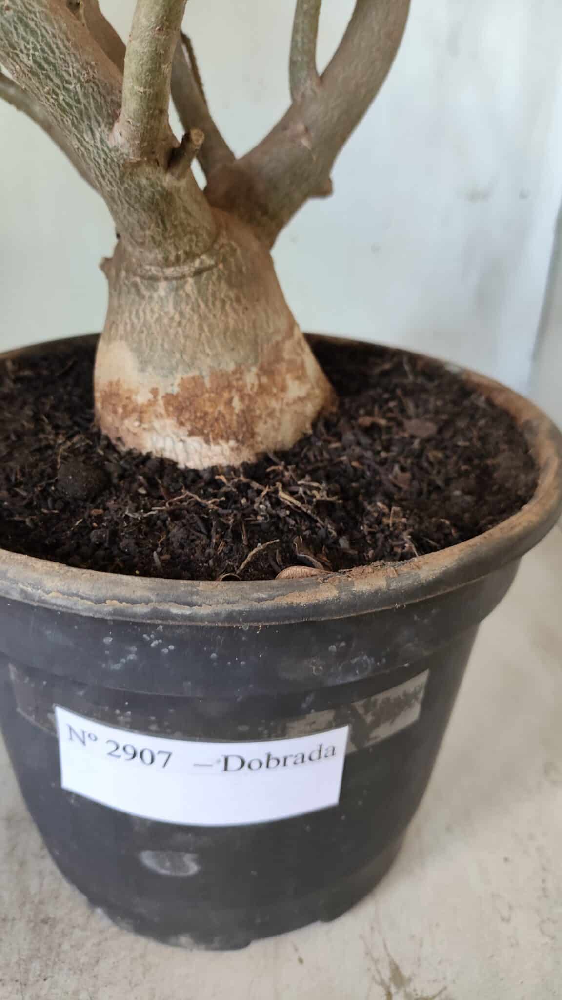 Planta Dobrada 2907 – 45cm – 05 anos