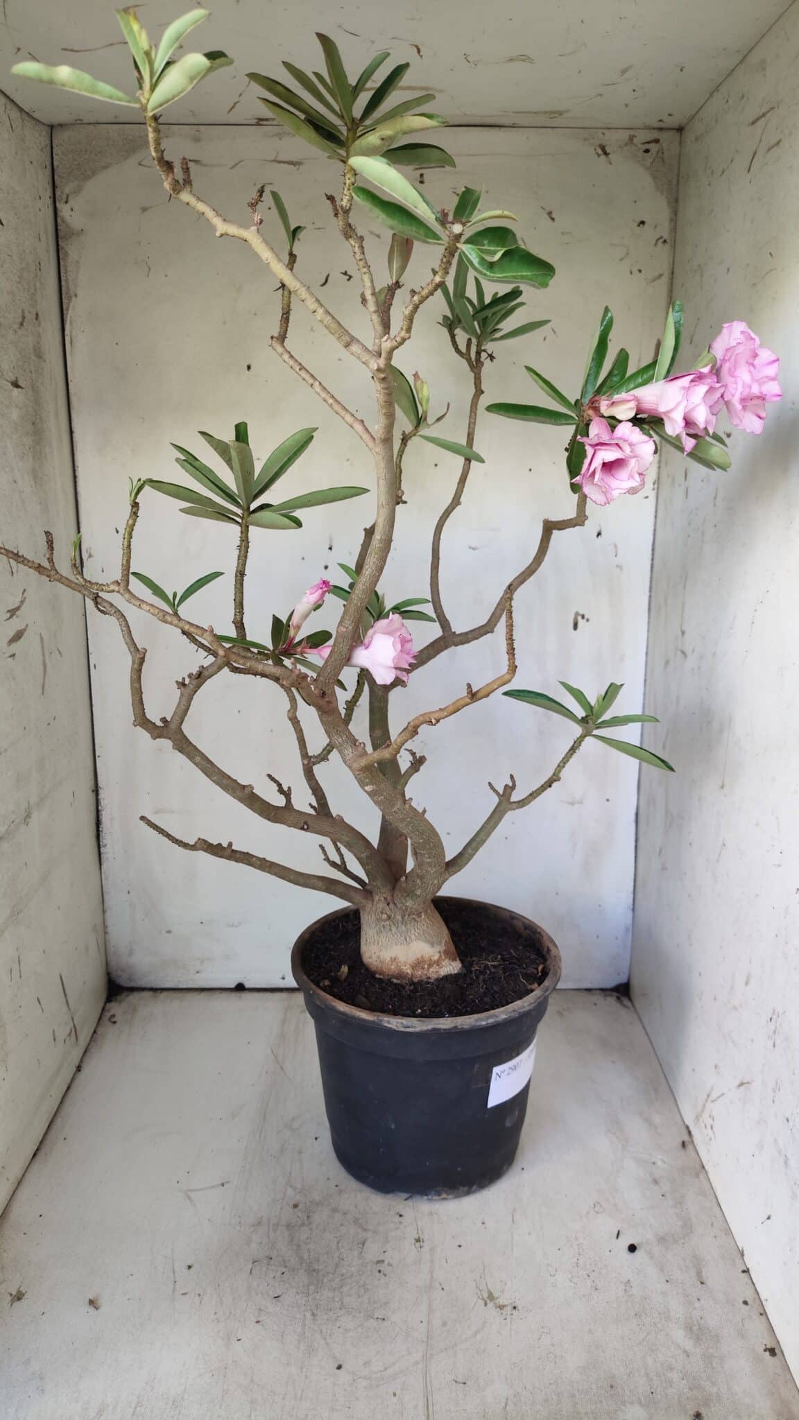 Planta Dobrada 2907 – 45cm – 05 anos