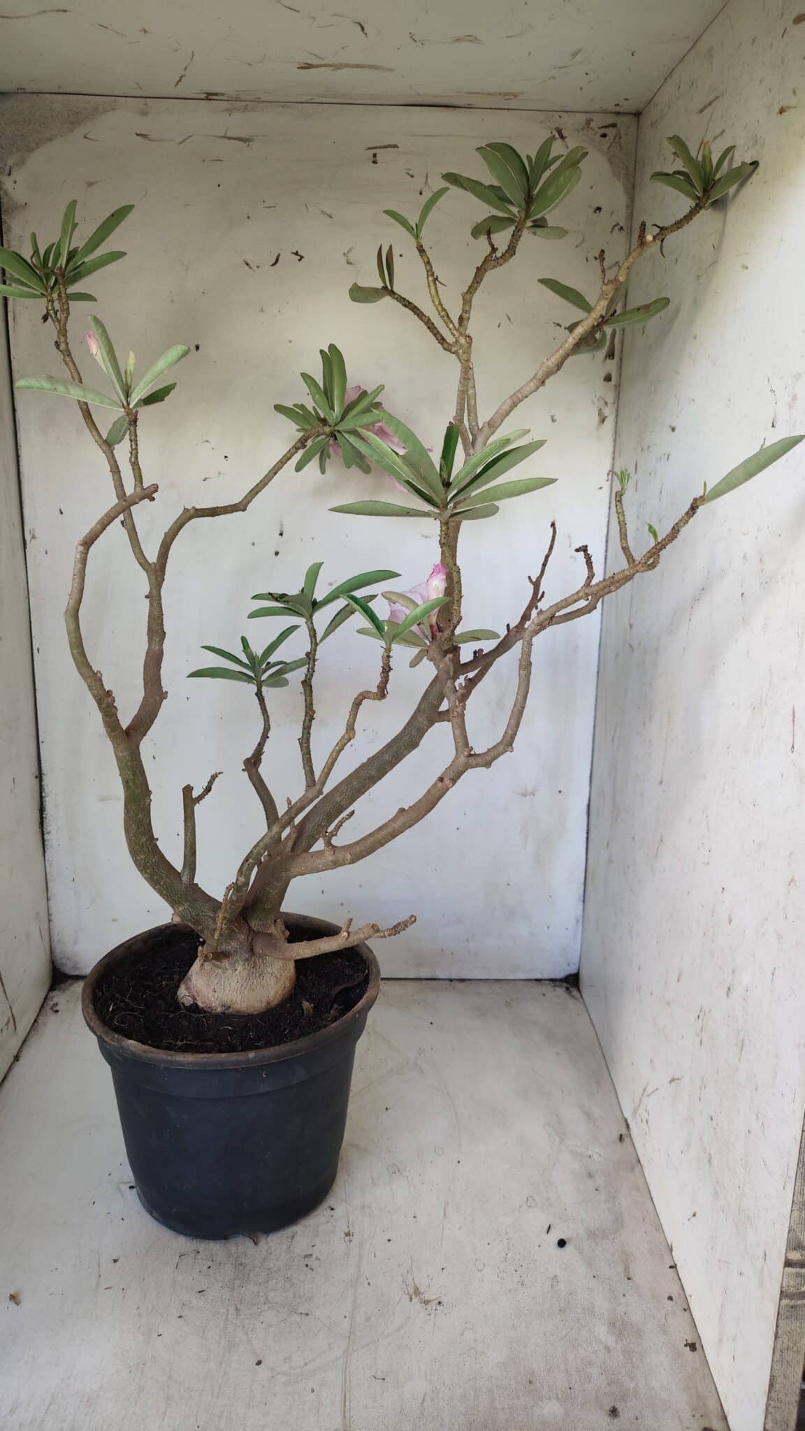 Planta Dobrada 2907 – 45cm – 05 anos
