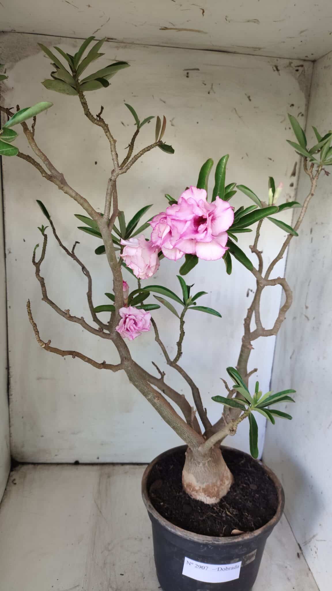 Planta Dobrada 2907 – 45cm – 05 anos