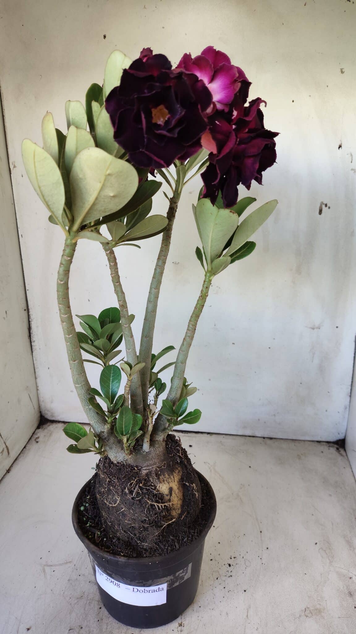 Planta Dobrada 2908 – 40cm – 03 anos