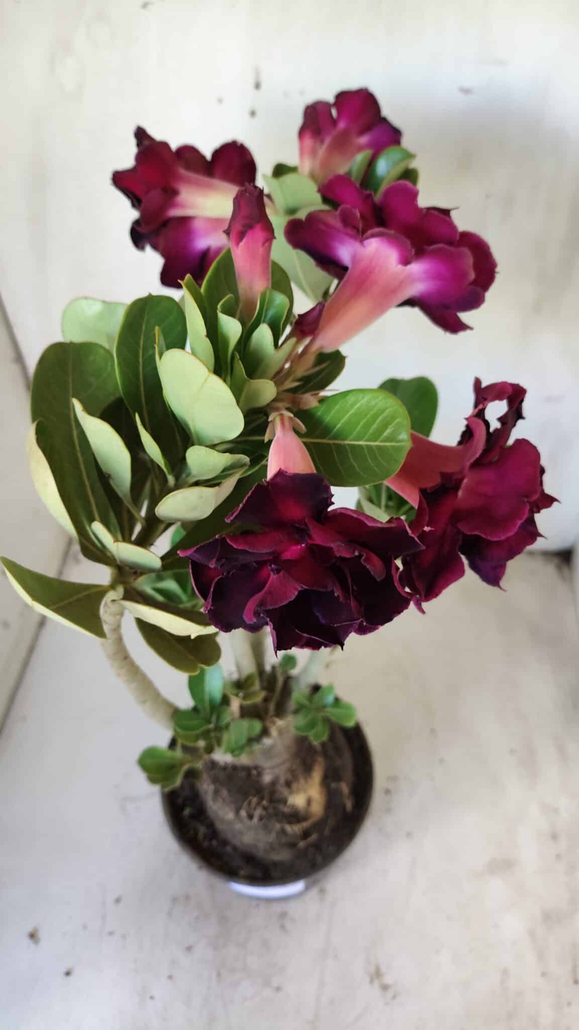 Planta Dobrada 2908 – 40cm – 03 anos