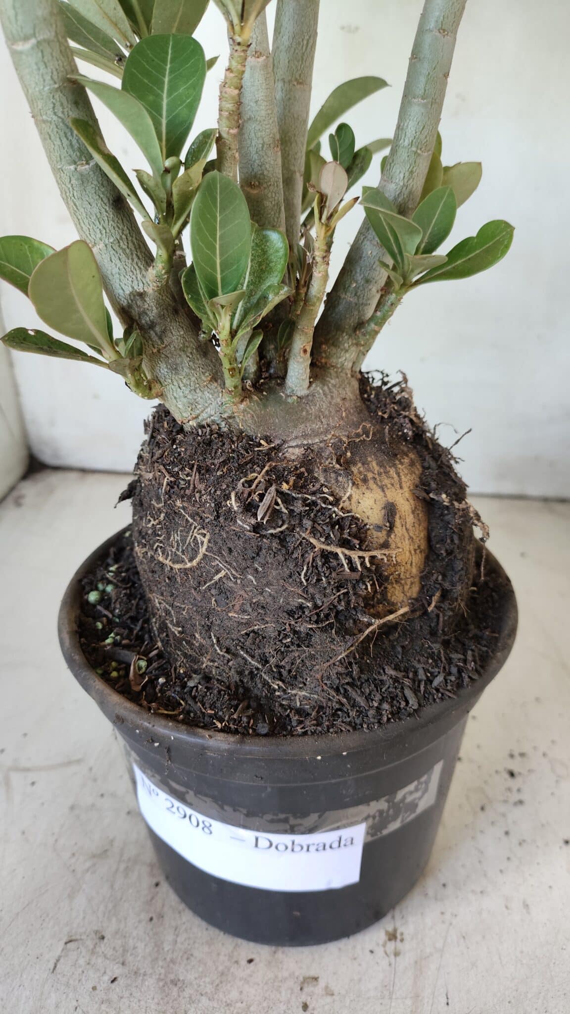 Planta Dobrada 2908 – 40cm – 03 anos